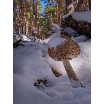 Frozen Mushroom